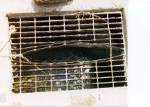 grate