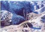 snow 2