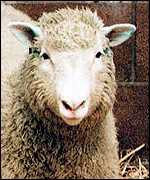 [ image: More sheep have been cloned]