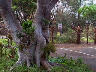 Parking lot, under tree