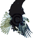 Eagle Air