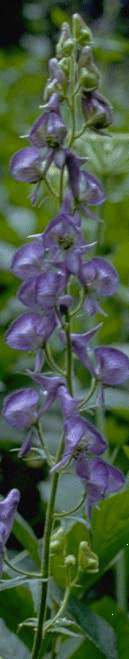 aconite