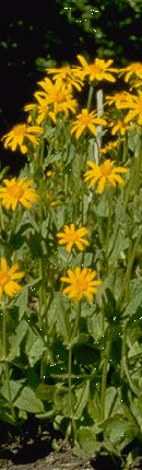 arnica 2