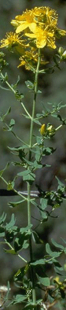 Hypericum 1