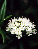 Ledum 1