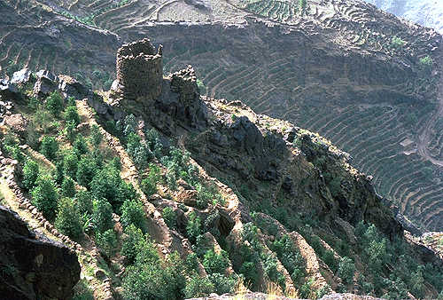 Khat cultivation in Yemen photo