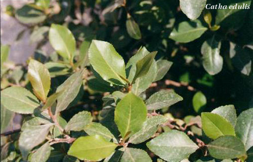 Khat leaves photo