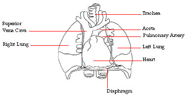 fig1heart.jpg (20506 bytes)