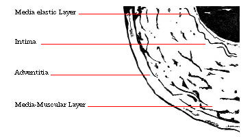 heart5.jpg (22965 bytes)