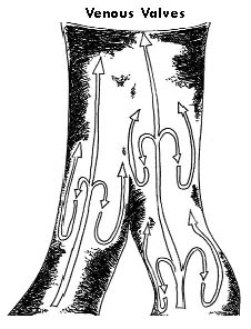heart6.jpg (25096 bytes)