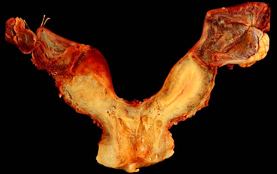 specimen
image