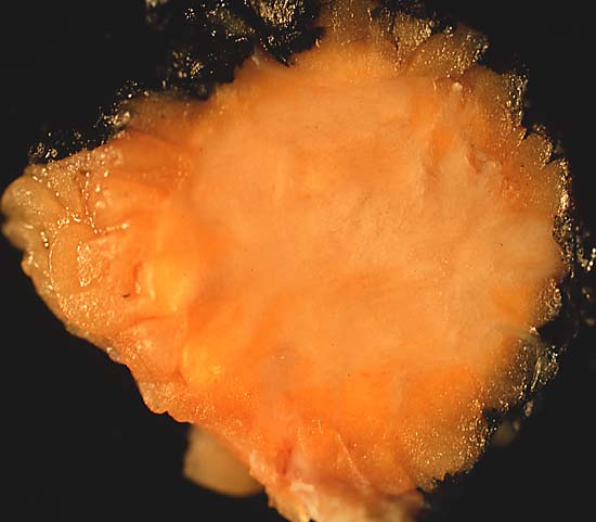 specimen
image