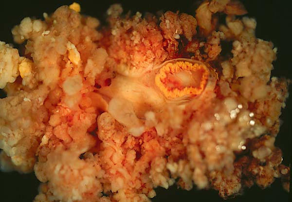 specimen
image