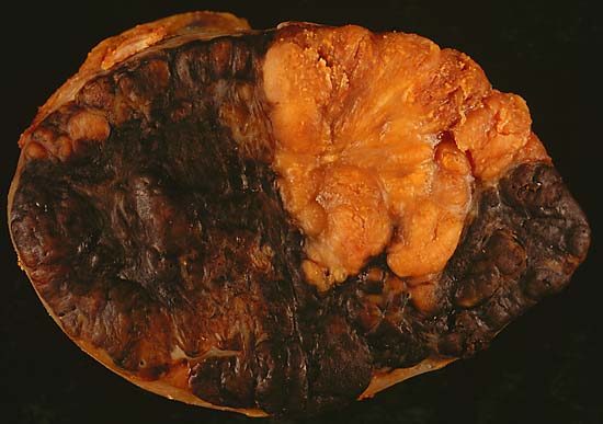 specimen image