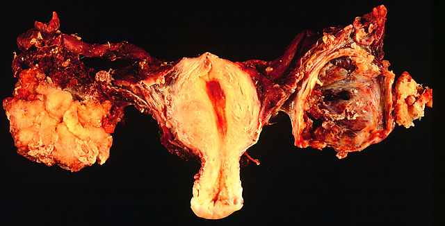 specimen image