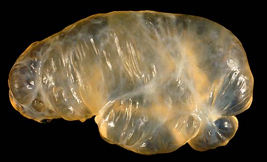 specimen
image