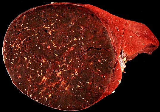 specimen
image
