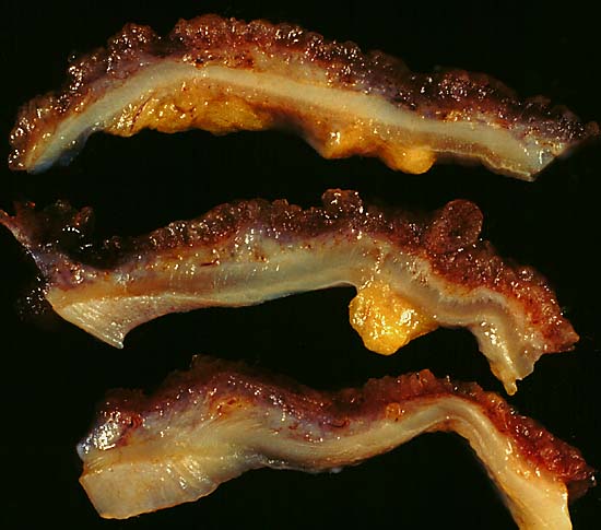 specimen image