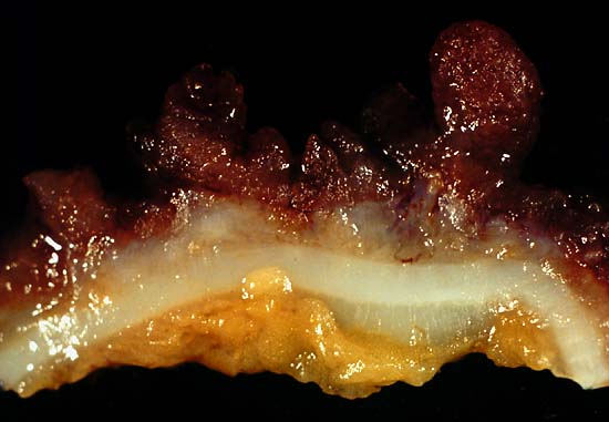 specimen
image