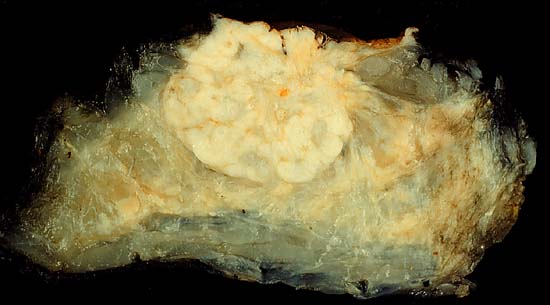 specimen
image