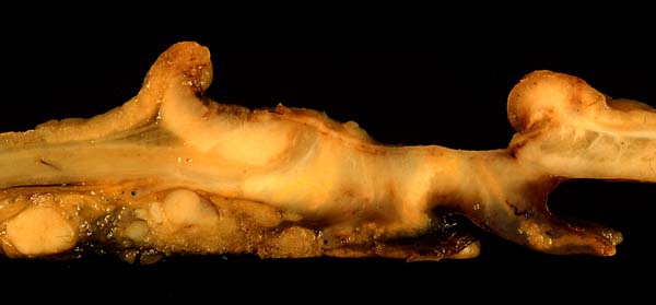 specimen
image