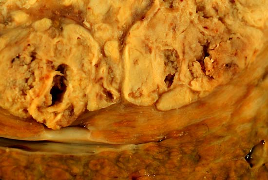 specimen image