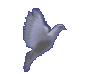 dove