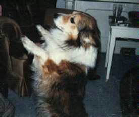 Bruno