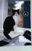 Sylvester