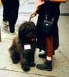 Miss U and Duke