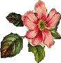 red flower