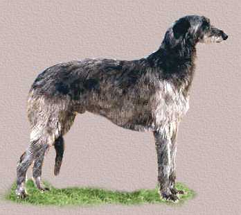 Deerhound