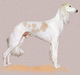 Saluki