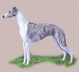 Whippet