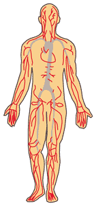 Arteries