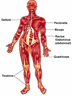 muscle diagram