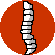 Spinal Cord