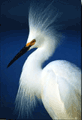 snowy_egret
