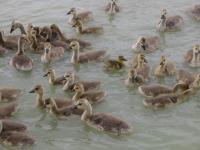 Geese