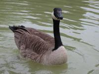Goose