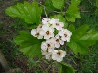 Blossoms
