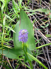Broad-Leafed Arrowhead