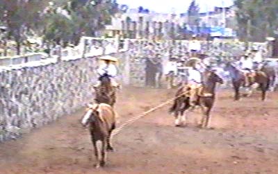 Piales
