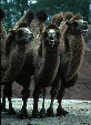 camels