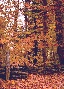 Beech tree and fence