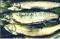 Speckled Trout, Lac Hauteur