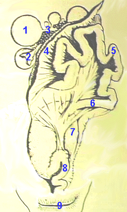 Hen Reproductive System