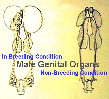 Cock Reproductive System
