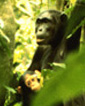 PRIMATE
