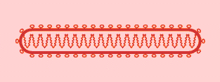 DNA DEL VIRUS EBOLA